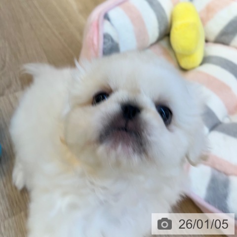 福岡県のペキニーズ (ペットプラス ららぽーと福岡店/2025年11月3日生まれ/男の子/ホワイト)の子犬の4枚目の画像