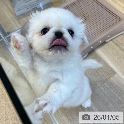 福岡県のペキニーズ (ペットプラス ららぽーと福岡店/2025年11月3日生まれ/男の子/ホワイト)の子犬の3枚目の画像