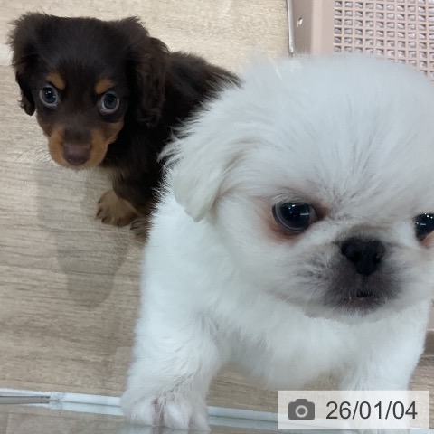 福岡県のペキニーズ (ペットプラス 八幡東店/2025年11月3日生まれ/男の子/ホワイト)の子犬の4枚目の画像