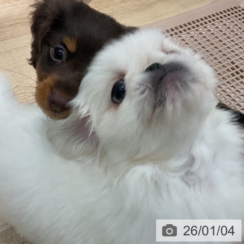 福岡県のペキニーズ (ペットプラス 八幡東店/2025年11月3日生まれ/男の子/ホワイト)の子犬の3枚目の画像