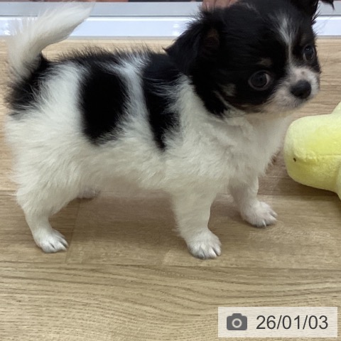 宮崎県のチワワ(ロング) (ペットプラス 宮崎店/2025年11月3日生まれ/男の子/ブラックタンホワイト)の子犬の4枚目の画像