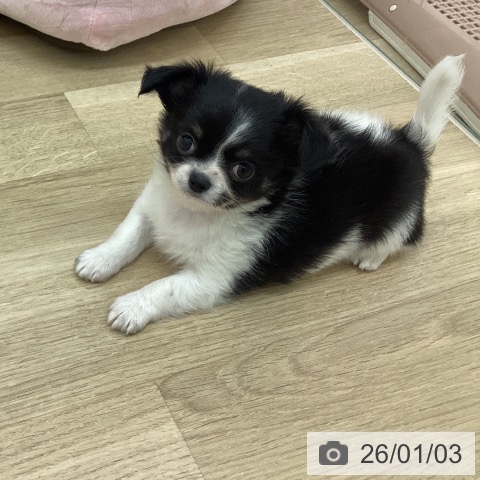 宮崎県のチワワ(ロング) (ペットプラス 宮崎店/2025年11月3日生まれ/男の子/ブラックタンホワイト)の子犬の3枚目の画像