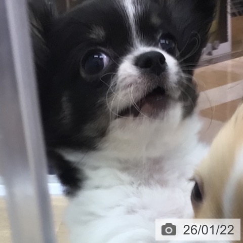 宮崎県のチワワ(ロング) (ペットプラス 宮崎店/2025年11月3日生まれ/男の子/ブラックタンホワイト)の子犬の4枚目の画像