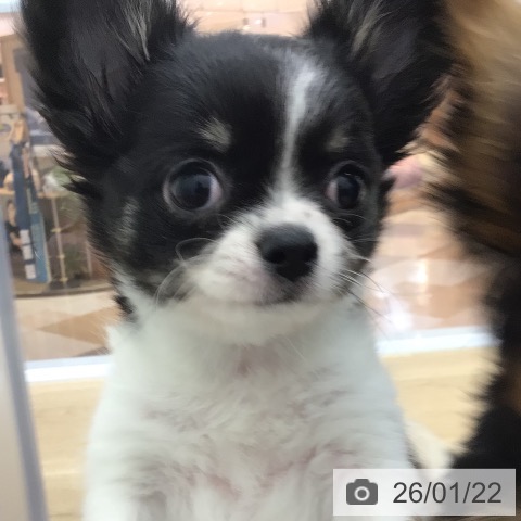 宮崎県のチワワ(ロング) (ペットプラス 宮崎店/2025年11月3日生まれ/男の子/ブラックタンホワイト)の子犬の3枚目の画像