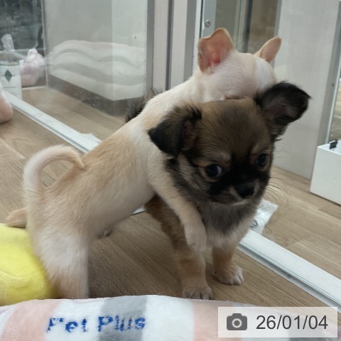 福岡県のチワワ(ロング) (ペットプラス 八幡東店/2025年11月3日生まれ/男の子/フォーンホワイト)の子犬の4枚目の画像