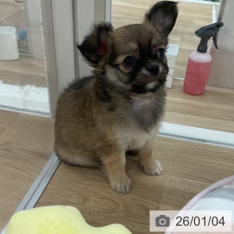 福岡県のチワワ(ロング) (ペットプラス 八幡東店/2025年11月3日生まれ/男の子/フォーンホワイト)の子犬の3枚目の画像