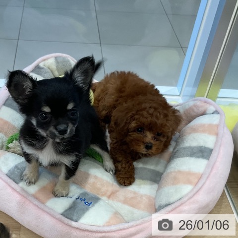 福岡県のトイプードル(トイ) (ペットプラス 香椎浜店/2025年11月3日生まれ/男の子/レッド)の子犬の3枚目の画像