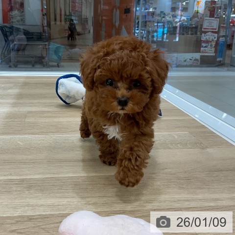 福岡県のトイプードル(トイ) (ペットプラス 香椎浜店/2025年11月3日生まれ/男の子/レッド)の子犬の4枚目の画像