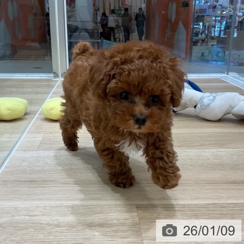 福岡県のトイプードル(トイ) (ペットプラス 香椎浜店/2025年11月3日生まれ/男の子/レッド)の子犬の3枚目の画像