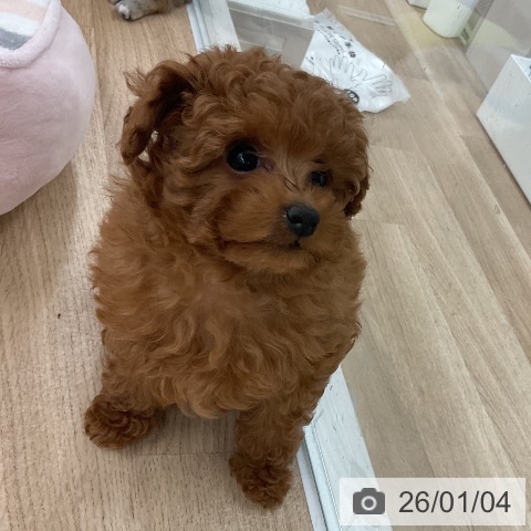 福岡県のトイプードル(トイ) (ペットプラス 八幡東店/2025年11月3日生まれ/女の子/レッド)の子犬の4枚目の画像