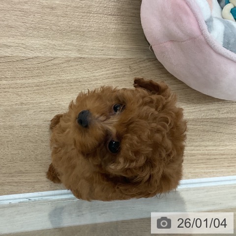 福岡県のトイプードル(トイ) (ペットプラス 八幡東店/2025年11月3日生まれ/女の子/レッド)の子犬の3枚目の画像