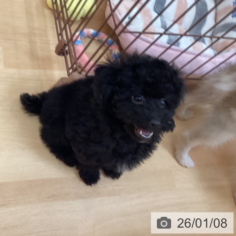 福岡県のトイプードル(トイ) (ペットプラス 福岡伊都店/2025年11月5日生まれ/男の子/ブラック)の子犬の3枚目の画像