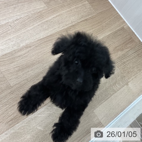 福岡県のトイプードル(トイ) (ペットプラス 八幡東店/2025年11月5日生まれ/女の子/ブラック)の子犬の4枚目の画像