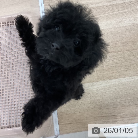 福岡県のトイプードル(トイ) (ペットプラス 八幡東店/2025年11月5日生まれ/女の子/ブラック)の子犬の3枚目の画像