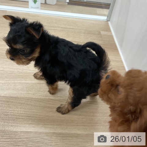 福岡県のヨークシャーテリア (ペットプラス 八幡東店/2025年11月6日生まれ/女の子/スチールブルータン)の子犬の4枚目の画像