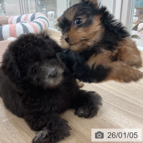 福岡県のヨークシャーテリア (ペットプラス 八幡東店/2025年11月6日生まれ/女の子/スチールブルータン)の子犬の3枚目の画像