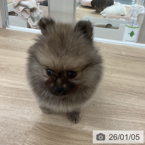 福岡県のポメラニアン (ペットプラス 八幡東店/2025年11月6日生まれ/男の子/ウルフセーブル)の子犬の4枚目の画像