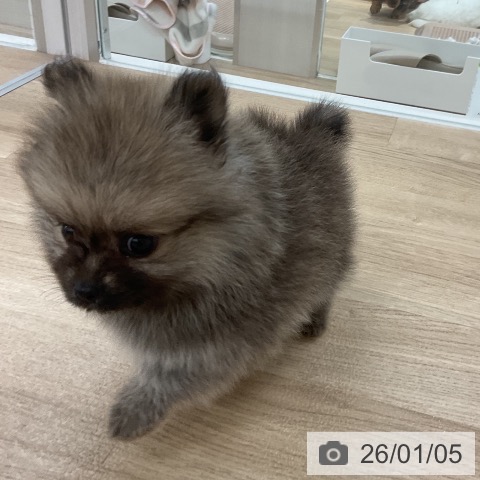 福岡県のポメラニアン (ペットプラス 八幡東店/2025年11月6日生まれ/男の子/ウルフセーブル)の子犬の3枚目の画像