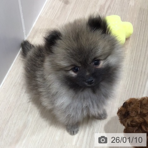 沖縄県のポメラニアン (ペットプラス 沖縄ライカム店/2025年11月6日生まれ/女の子/ウルフセーブル)の子犬の4枚目の画像