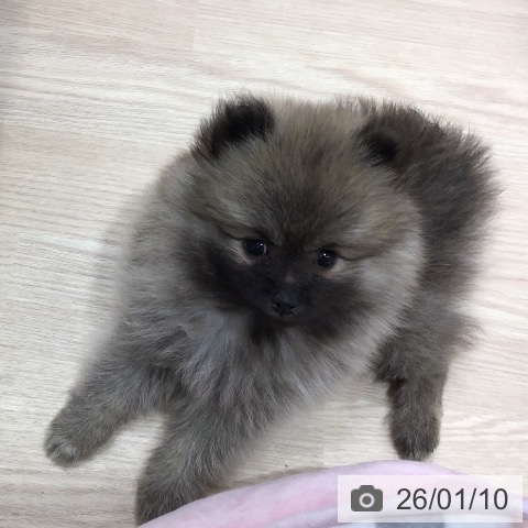 沖縄県のポメラニアン (ペットプラス 沖縄ライカム店/2025年11月6日生まれ/女の子/ウルフセーブル)の子犬の3枚目の画像