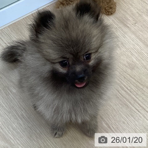 沖縄県のポメラニアン (ペットプラス 沖縄ライカム店/2025年11月6日生まれ/女の子/ウルフセーブル)の子犬の4枚目の画像