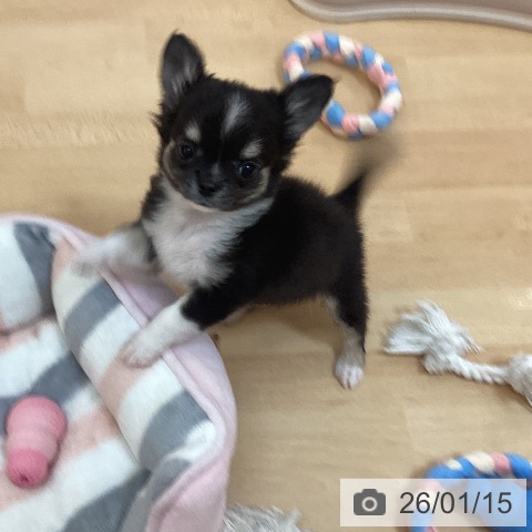 チワワの写真