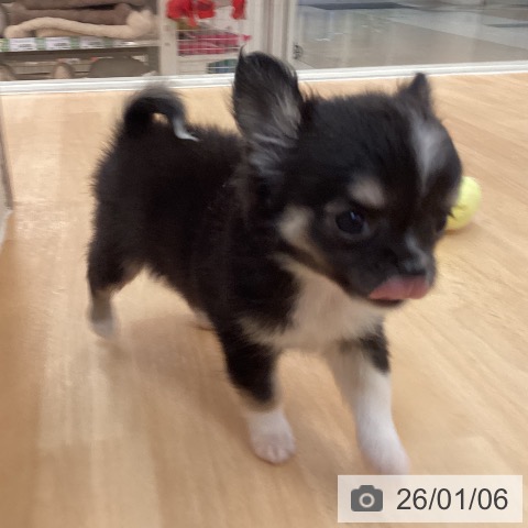 福岡県のチワワ(ロング) (ペットプラス 福岡伊都店/2025年11月6日生まれ/男の子/ブラックタンホワイト)の子犬の4枚目の画像