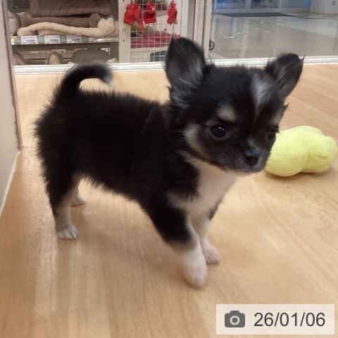 福岡県のチワワ(ロング) (ペットプラス 福岡伊都店/2025年11月6日生まれ/男の子/ブラックタンホワイト)の子犬の3枚目の画像