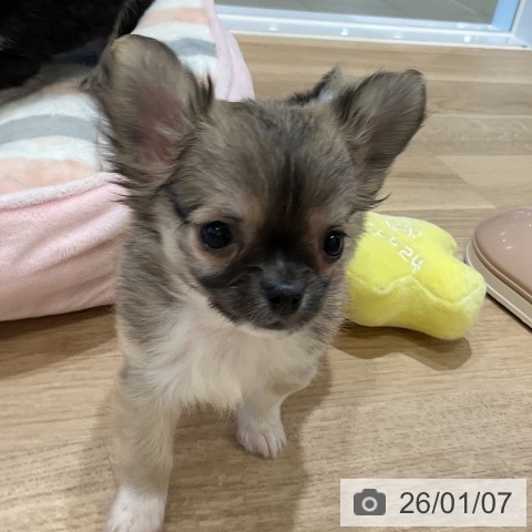 福岡県のチワワ(ロング) (ペットプラス 香椎浜店/2025年11月6日生まれ/男の子/フォーンホワイト)の子犬の3枚目の画像