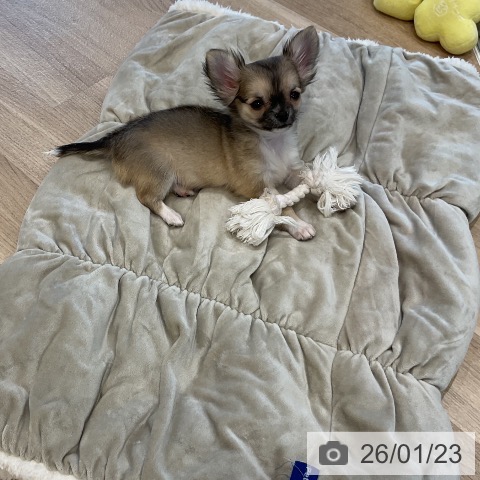 福岡県のチワワ(ロング) (ペットプラス 香椎浜店/2025年11月6日生まれ/男の子/フォーンホワイト)の子犬の4枚目の画像