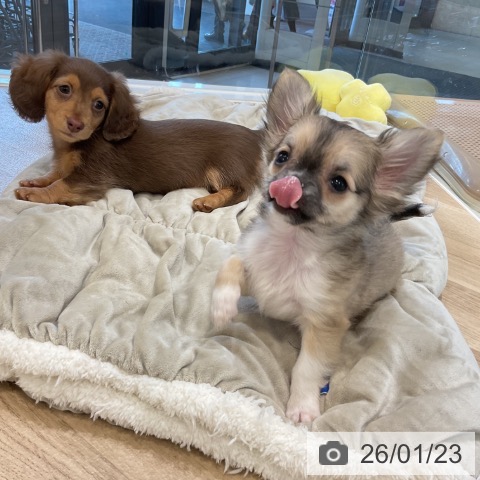 福岡県のチワワ(ロング) (ペットプラス 香椎浜店/2025年11月6日生まれ/男の子/フォーンホワイト)の子犬の3枚目の画像