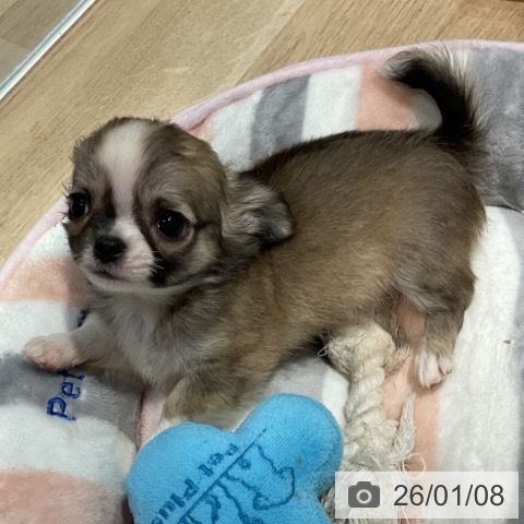 福岡県のチワワ(ロング) (ペットプラス 小倉南店/2025年11月6日生まれ/男の子/フォーンホワイト)の子犬の3枚目の画像