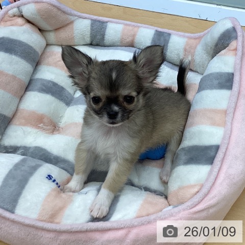 福岡県のチワワ(ロング) (ペットプラス MARK IS 福岡ももち店/2025年11月6日生まれ/女の子/フォーンホワイト)の子犬の4枚目の画像