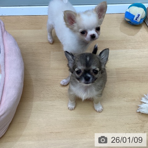 福岡県のチワワ(ロング) (ペットプラス MARK IS 福岡ももち店/2025年11月6日生まれ/女の子/フォーンホワイト)の子犬の3枚目の画像