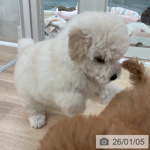 福岡県のトイプードル(トイ) (ペットプラス 八幡東店/2025年11月6日生まれ/男の子/ホワイト)の子犬の4枚目の画像