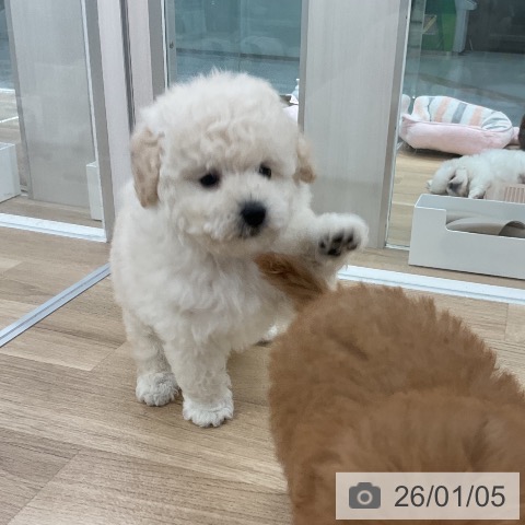 福岡県のトイプードル(トイ) (ペットプラス 八幡東店/2025年11月6日生まれ/男の子/ホワイト)の子犬の3枚目の画像