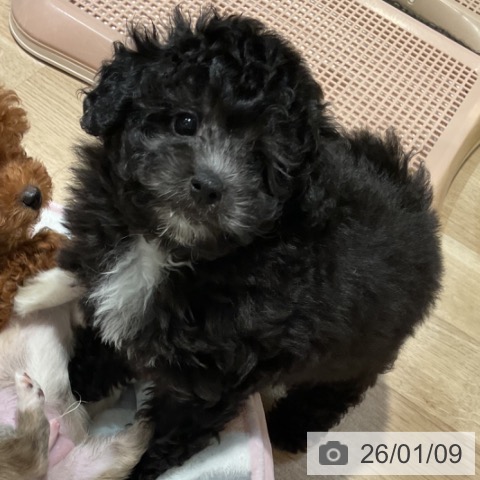 福岡県のトイプードル(トイ) (ペットプラス 小倉南店/2025年11月6日生まれ/女の子/シルバー)の子犬の3枚目の画像