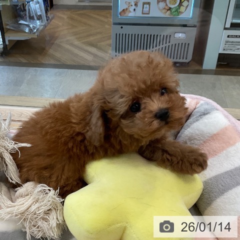 福岡県のトイプードル(トイ) (ペットプラス ららぽーと福岡店/2025年11月5日生まれ/男の子/レッド)の子犬の4枚目の画像