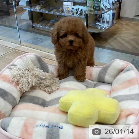 福岡県のトイプードル(トイ) (ペットプラス ららぽーと福岡店/2025年11月5日生まれ/男の子/レッド)の子犬の3枚目の画像