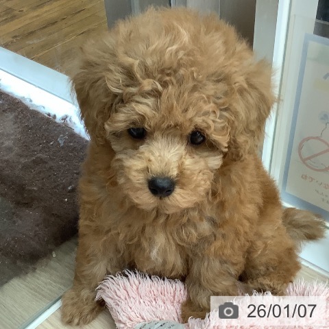 沖縄県のトイプードル(トイ) (ペットプラス 南風原店/2025年11月5日生まれ/女の子/レッド)の子犬の4枚目の画像