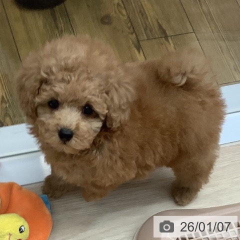 沖縄県のトイプードル(トイ) (ペットプラス 南風原店/2025年11月5日生まれ/女の子/レッド)の子犬の3枚目の画像