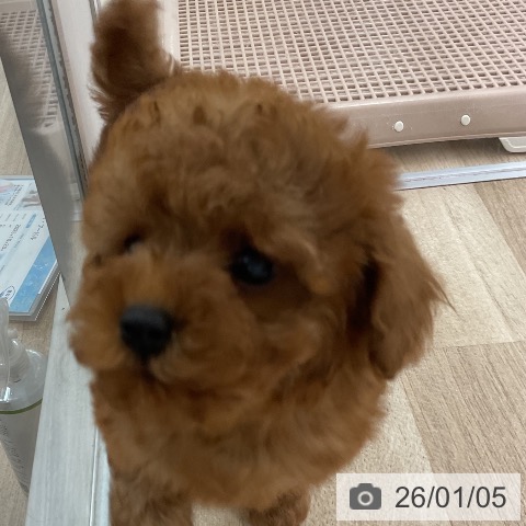 福岡県のトイプードル(トイ) (ペットプラス 八幡東店/2025年11月5日生まれ/女の子/レッド)の子犬の4枚目の画像