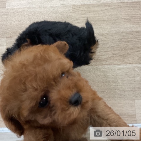 福岡県のトイプードル(トイ) (ペットプラス 八幡東店/2025年11月5日生まれ/女の子/レッド)の子犬の3枚目の画像