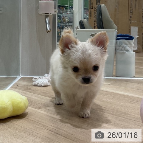 福岡県のチワワ(ロング) (ペットプラス 香椎浜店/2025年11月5日生まれ/男の子/クリームホワイト)の子犬の4枚目の画像