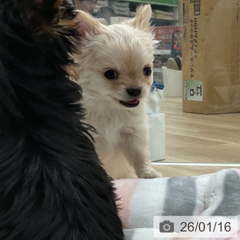 福岡県のチワワ(ロング) (ペットプラス 香椎浜店/2025年11月5日生まれ/男の子/クリームホワイト)の子犬の3枚目の画像