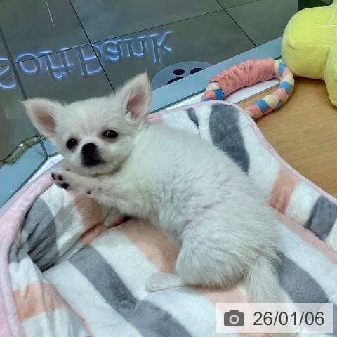 熊本県のチワワ(ロング) (ペットプラス 熊本店/2025年10月28日生まれ/女の子/ホワイトクリーム)の子犬の4枚目の画像