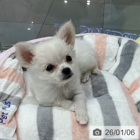 熊本県のチワワ(ロング) (ペットプラス 熊本店/2025年10月28日生まれ/女の子/ホワイトクリーム)の子犬の3枚目の画像