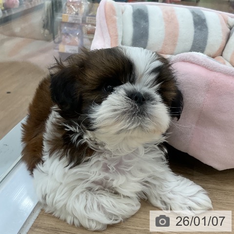 福岡県のシーズー (ペットプラス 香椎浜店/2025年11月6日生まれ/男の子/ゴールドホワイト)の子犬の3枚目の画像