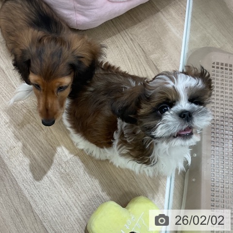 シー・ズーの写真