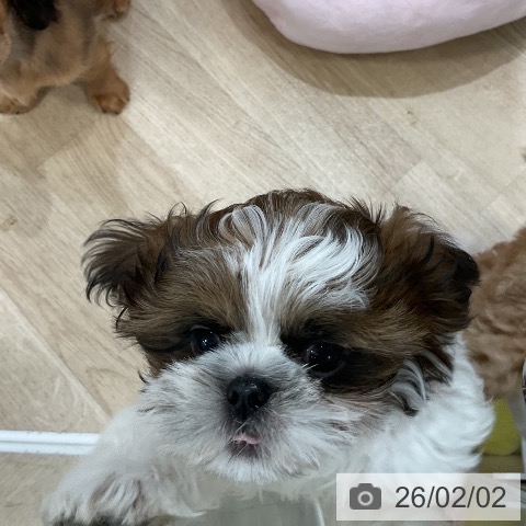 シー・ズーの写真